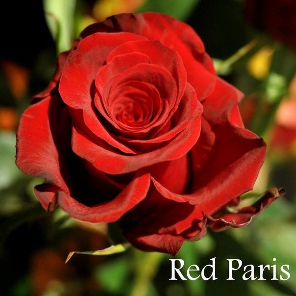 Роза Ред Париж
